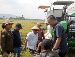 Ketua DPRD Konawe Hadiri Panen Raya Di Kelurahan Mekarsari.
