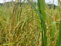 Resah, Petani Konawe Di hantui Turunnya Harga Gabah